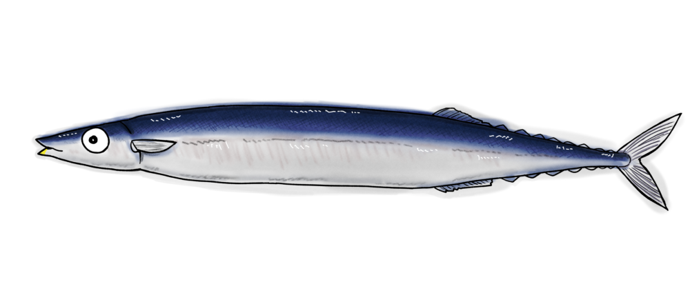 魚イラスト サンマのイラスト 秋刀魚 おさかなpop工房